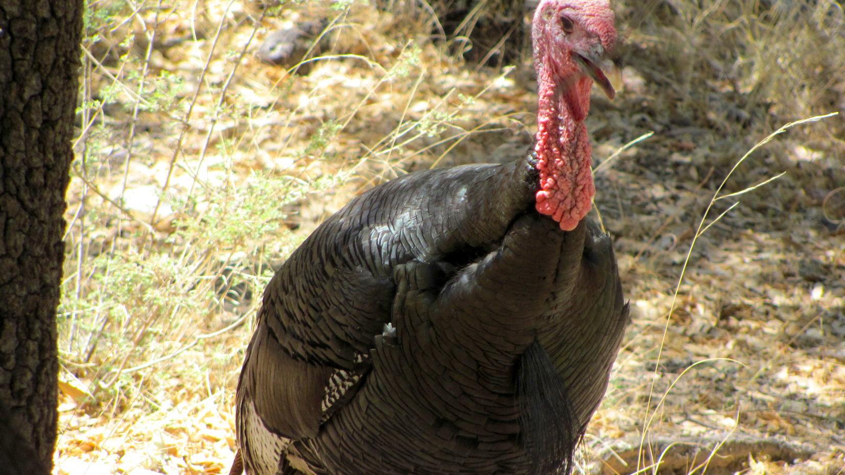 Commission wants to change Arizona ban on trail cams for hunting